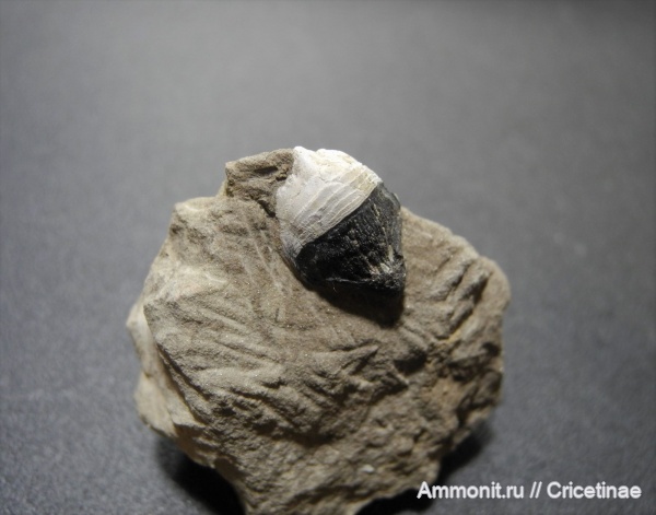 Petalorhynchus