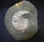 Acanthohoplites