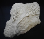 Moscovicrinus