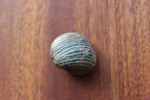 Productus