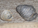 Gryphaea dilatata
