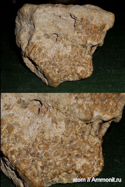 кораллы, губки, Chaetetes, Syringopora, Саратовская область