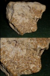 Chaetetes и Syringopora