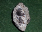 Chaetetes