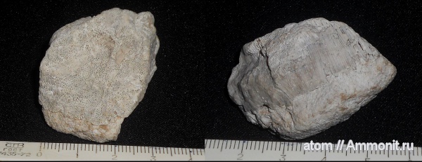 губки, Chaetetes, Саратовская область