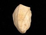 Neithea sp.