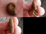 Kosmoceras duncani