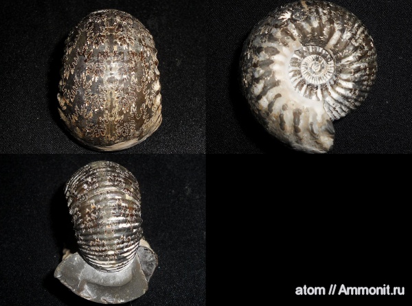 юра, келловей, Cadoceras, Cadoceras elatmae, Саратовская область, Callovian, Jurassic, Middle Jurassic