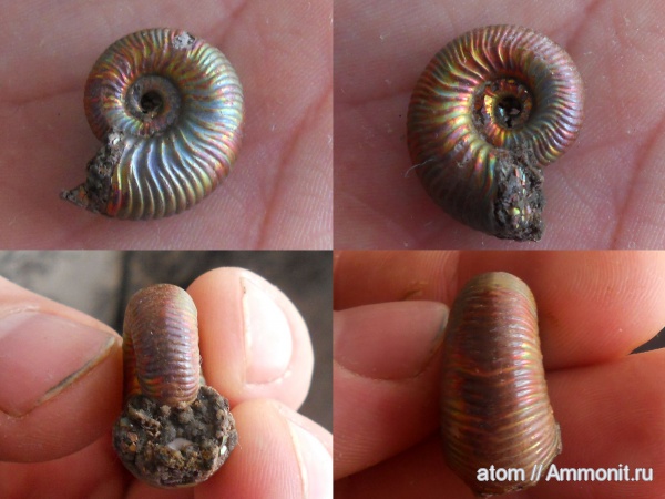 Дубки, Eboraciceras, Eboraciceras carinatum, Саратовская область