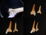 Striatolamia