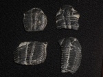 Elrathia kingii