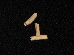 Serpula