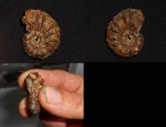 Kosmoceras spinosum
