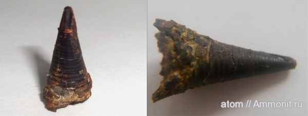 белемниты, юра, Саратовская область, ТЭЦ-5, Jurassic, belemnites