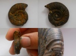 Alligaticeras