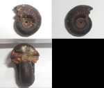 Eboraciceras