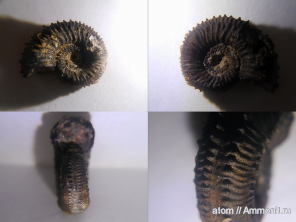 юра, Kosmoceras, Саратовская область, Kosmoceras tschernischewi, ТЭЦ-5, Jurassic