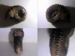 Kosmoceras tschernischewi .