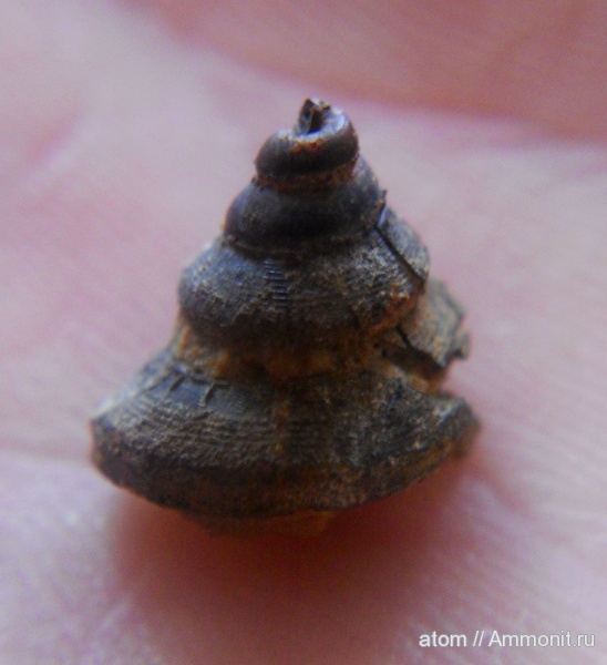 юра, Bathrotomaria, брюхоногие моллюски, Саратовская область, ТЭЦ-5, Jurassic