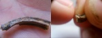 Serpula	.