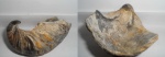 Gryphaea dilatata