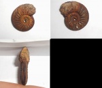 Небольшой Quenstedtoceras praelamberti