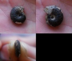Pseudocadoceras