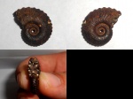 Kosmoceras duncani