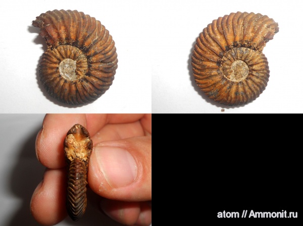 юра, Quenstedtoceras praelamberti, Саратовская область, Jurassic