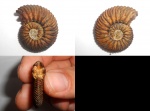 Quenstedtoceras praelamberti