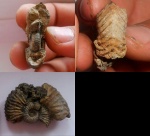 Vertumniceras trapezoidalis.