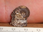 Pseudocadoceras