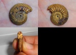 Quenstedtoceras praelamberti