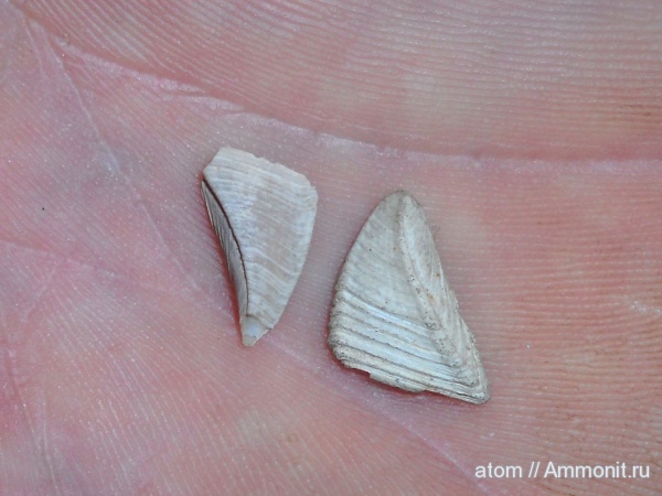 мел, членистоногие, ракообразные, Саратовская область, усоногие раки, Cretaceous