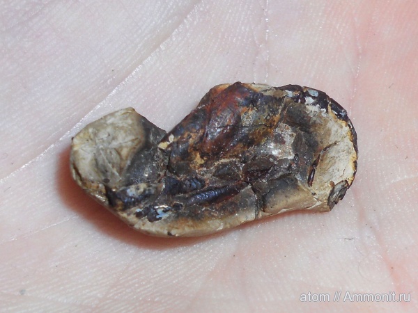 юра, членистоногие, ракообразные, раки, Саратовская область, креветки, Jurassic