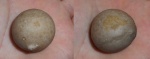 Echinosphaerites aurantium