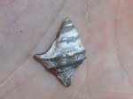 Trilemma striatocarinatum.