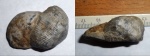 Linoproductus, Admoskovia