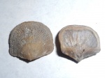 Antigonambonites