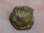 Terebratuloidea .