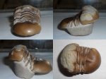 Illaenus sp.