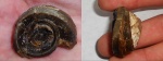 Euomphalus sp.