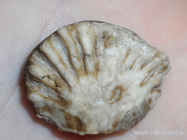 брахиоподы, Meekella, Meekella eximia, Orthotetida