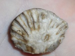 Meekella eximia