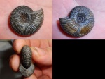 Cadoceras elatmae