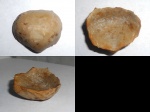 Linoproductus.