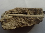 Scaphopoda.