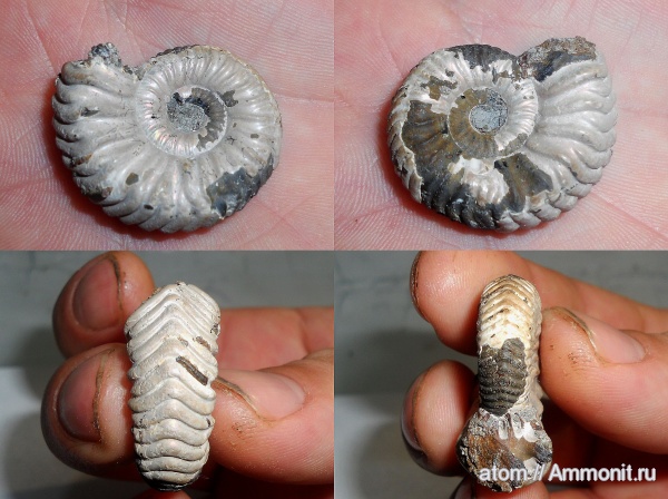 юра, Дубки, Vertumniceras, Vertumniceras trapezoidalis, Jurassic