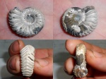 Vertumniceras