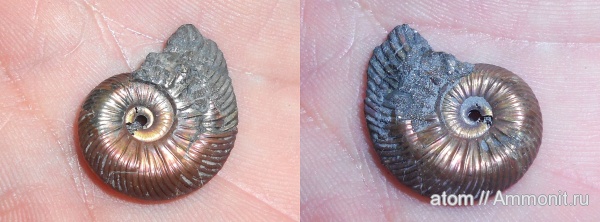 юра, Quenstedtoceras, Quenstedtoceras lamberti, Дубки, Jurassic